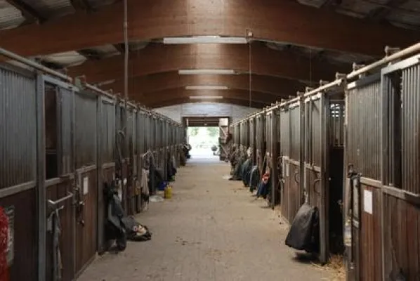 Tierversicherung: Reitverein mir der Haftpflicht geschützt Bild: Tierversicherung: Reitverein mir der Haftpflicht geschützt