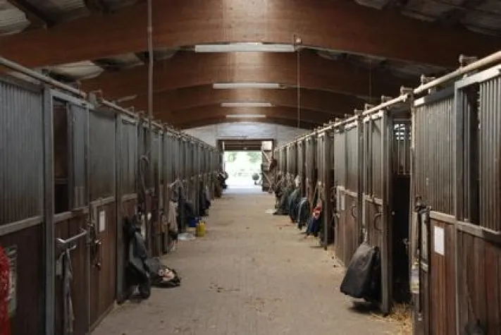 Bild: Tierversicherung: Reitverein mir der Haftpflicht geschützt