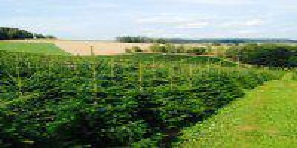 Christbaumverkauf Regensburg