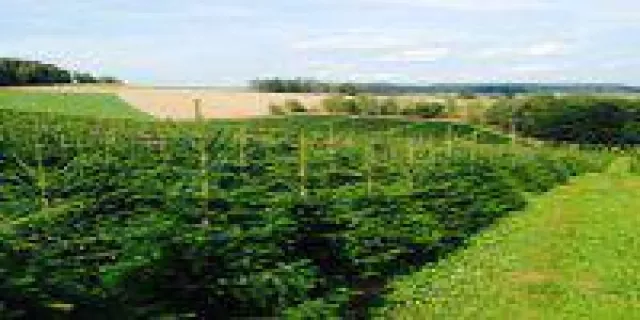 Bild: Christbaumverkauf Regensburg