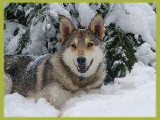 Bild: Winterurlaub mit Hund in Deutschland