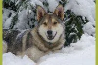 Winterurlaub mit Hund in Deutschland Bild: Winterurlaub mit Hund in Deutschland
