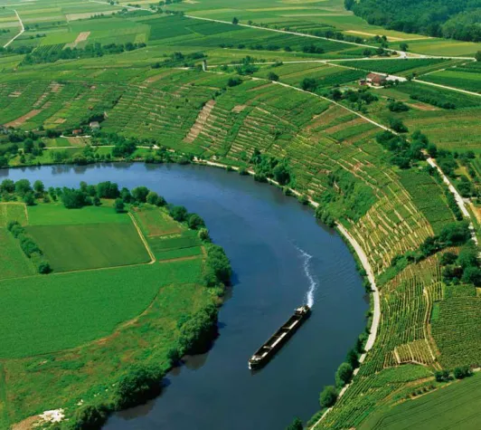 Der Trollinger: Lieblingswein der Württemberger Bild: Der Trollinger: Lieblingswein der Württemberger