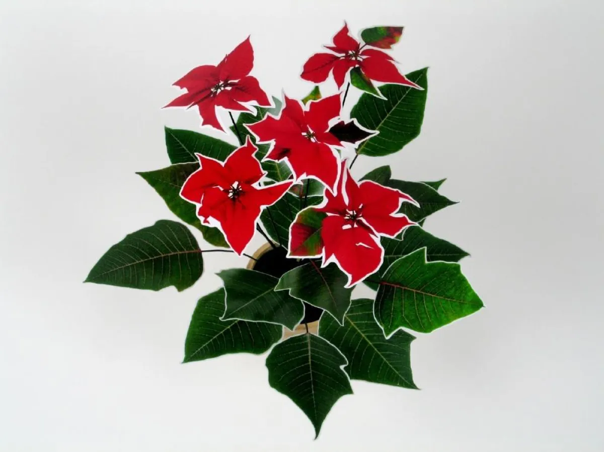 Fotografierter Adventsstern von Wolf Klein im Töpfchen. Foto: Wolf Klein