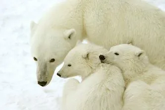 Eisbären in der Hudson Bay sprechen deutsch Bild: Eisbären in der Hudson Bay sprechen deutsch