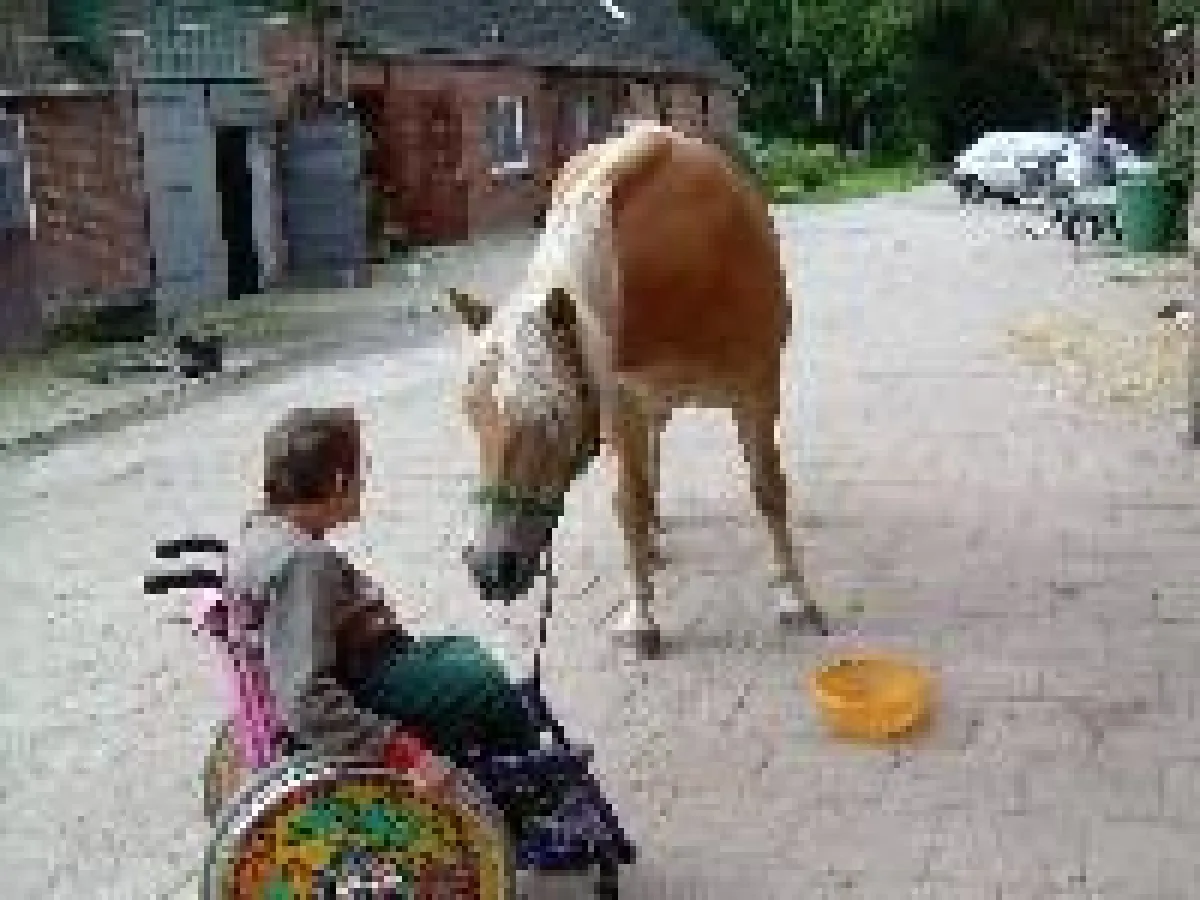 Neugier auf beiden Seiten - Pferde helfen heilen.