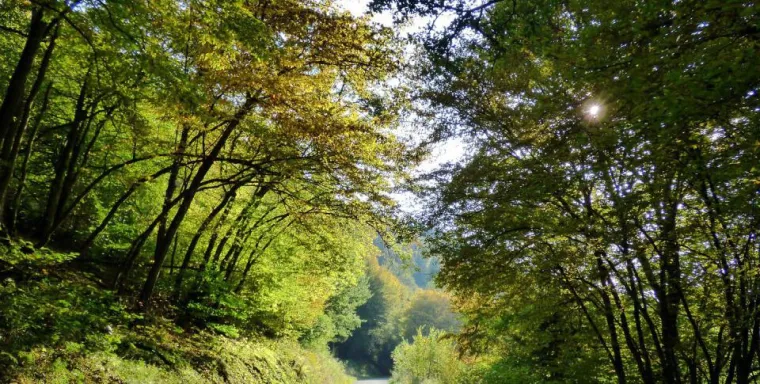 Wilde Romantik: Mit dem Rad von der Saar zur Sauer Bild: Wilde Romantik: Mit dem Rad von der Saar zur Sauer