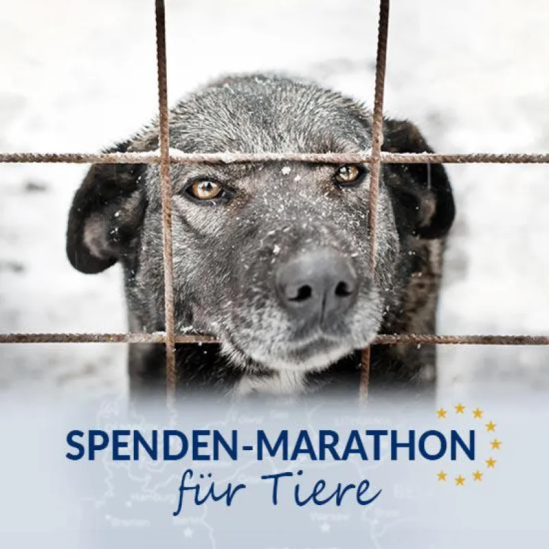 Aktionszeitraum: 08.11. - 21.12.2018
