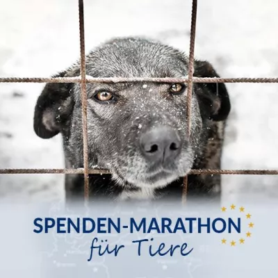 40.000 Futter-Pakete beim "Spenden-Marathon für Tiere"? Bild: 40.000 Futter-Pakete beim "Spenden-Marathon für Tiere"?