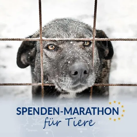 Bild: 40.000 Futter-Pakete beim "Spenden-Marathon für Tiere"?