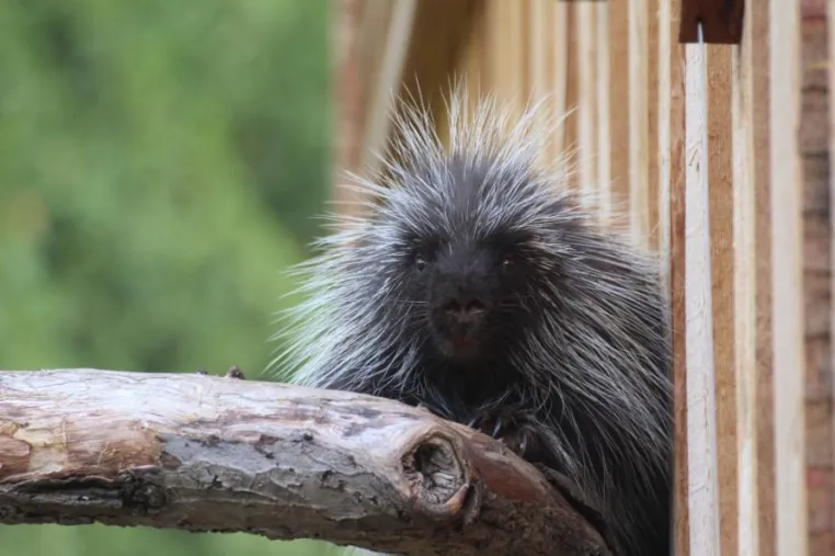„Manitoba“-Eröffnungswochenende im Zoo Osnabrück am 6. und 7. Oktober Bild: „Manitoba“-Eröffnungswochenende im Zoo Osnabrück am 6. und 7. Oktober