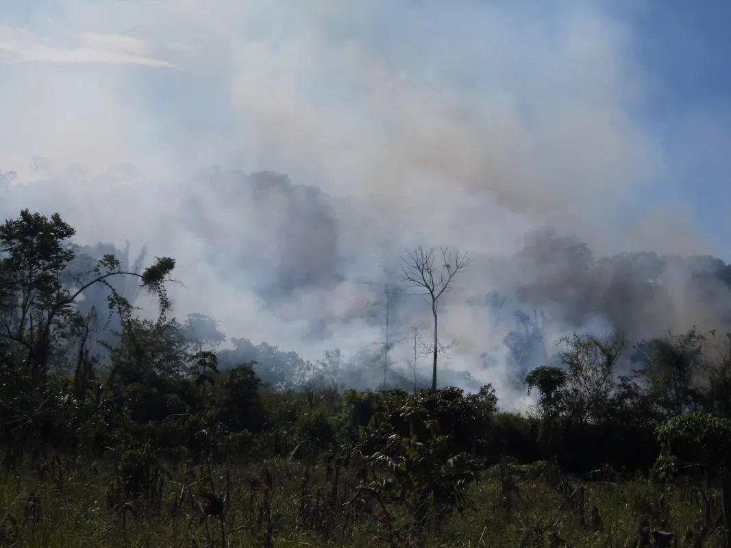 Weltweit wurden 2024 6,7 Millionen Hektar Tropenwald zerstört. Oft durch Brände. (© Defensores de la Naturaleza)