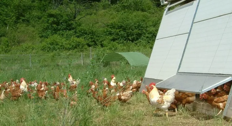 Bild: Tierschützer appellieren: Auch zu Ostern keine Käfigeier kaufen