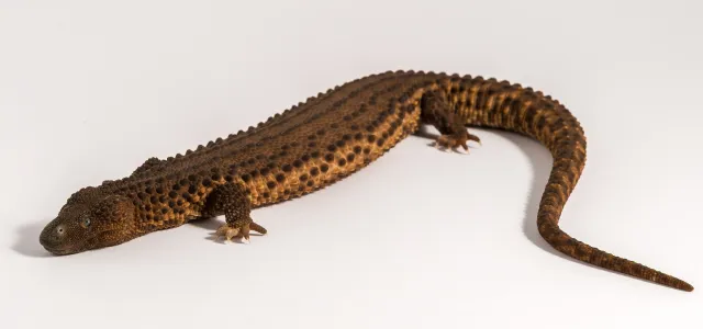 Bild: Auf den Spuren des Giftes: Erbgut von lebendem Fossil entschlüsselt