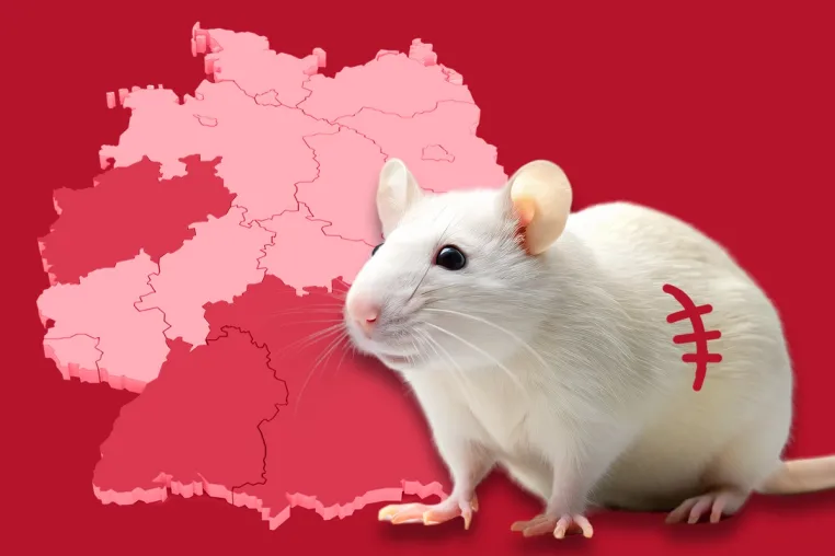 Tierversuche: Aktuelle Negativ-Rangliste der Bundesländer Bild: Tierversuche: Aktuelle Negativ-Rangliste der Bundesländer