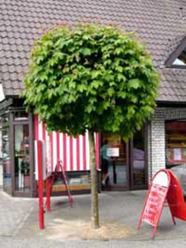 Die beliebtesten Laub-Gehölze mit Kugel-Krone - ein Überblick Bild: Die beliebtesten Laub-Gehölze mit Kugel-Krone - ein Überblick