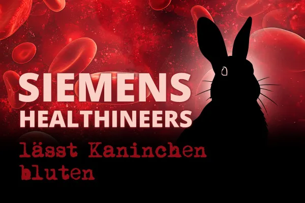 Siemens Healthineers setzt weiter auf Kaninchenblut Bild: Siemens Healthineers setzt weiter auf Kaninchenblut