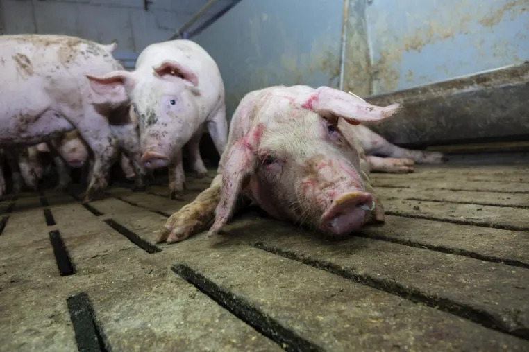 Schon wieder: 7. Fall von Tierquälerei in niedersächsischem Schweinestall aufgedeckt Bild: Schon wieder: 7. Fall von Tierquälerei in niedersächsischem Schweinestall aufgedeckt