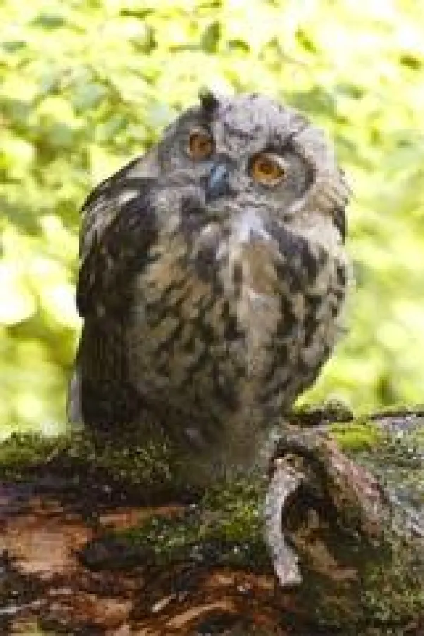 Das Foto der seltenen Eule wurde von dem Naturfotografen Rüdiger Haase der Biologischen Station Lippe zur Verfügung gestellt.