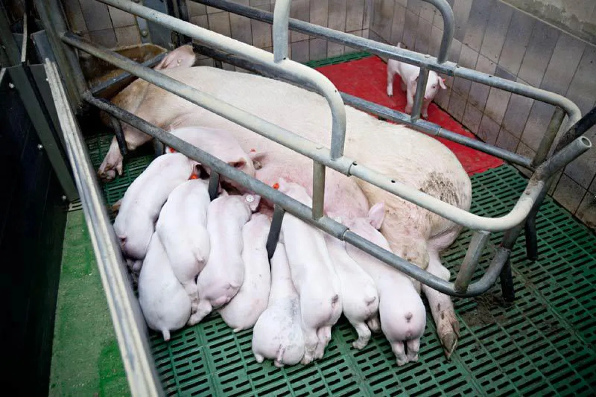 Die Dauerfixierung von Sauen im Kastenstand muss beim Tierwohllabel verboten werden (c) VIER PFOTEN