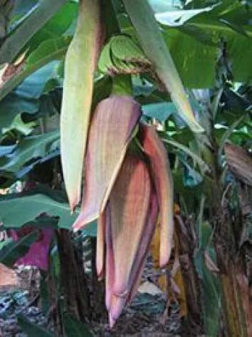 Bild: Lucky Punsch: Neues aus der umwerfenden Küche der Kreolen