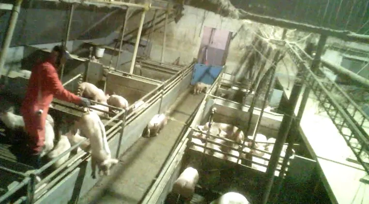 Bild: Mehrere skrupellose Schweinemäster aus Niedersachsen nun vorbestraft & Betriebsschließung 