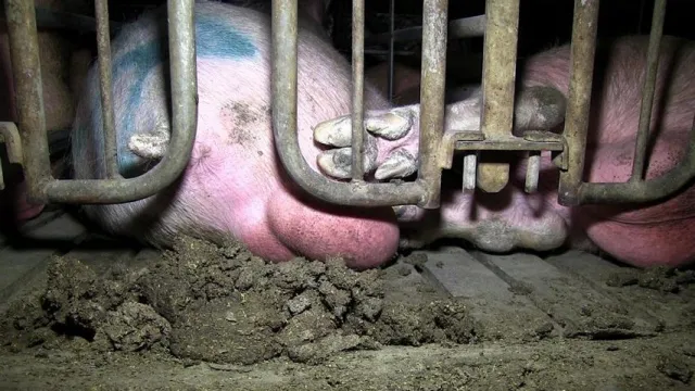 Bild: Staatsanwaltschaft stellt Ermittlungen gegen van Gennip ein – und ermittelt weiter gegen Tierschützer