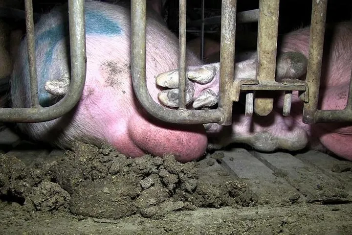 Staatsanwaltschaft stellt Ermittlungen gegen van Gennip ein – und ermittelt weiter gegen Tierschützer Bild: Staatsanwaltschaft stellt Ermittlungen gegen van Gennip ein – und ermittelt weiter gegen Tierschützer