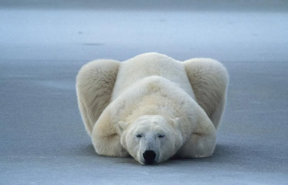 Foto: Norbert Rosing