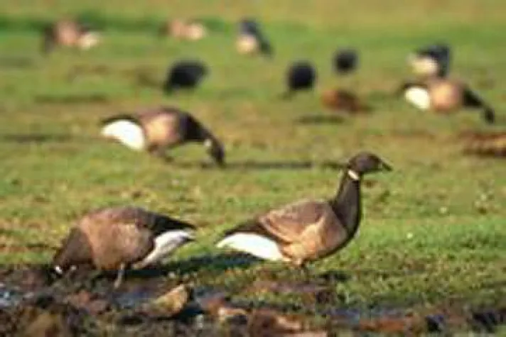 Bild: Ringelgänse hautnah auf den Halligen erleben