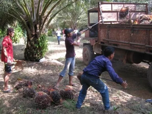 Bild: Biomassestrom-Nachhaltigkeitsverordnung: Erfolgreiches DQS-Voraudit in Malaysia für nachhaltiges Palmöl