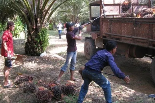 Bild: Biomassestrom-Nachhaltigkeitsverordnung: Erfolgreiches DQS-Voraudit in Malaysia für nachhaltiges Palmöl