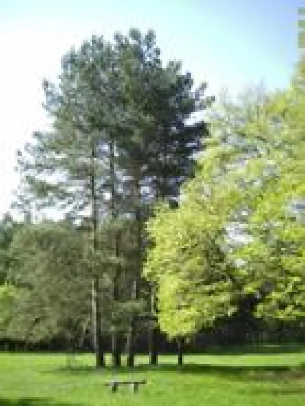 Idyllisch: Der Naturpark Dübener Heide an der Thielenhaide.
