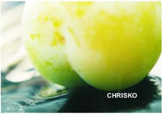 Bild: Stippvisite der erotischen Kunst im SofaLoft Hannover