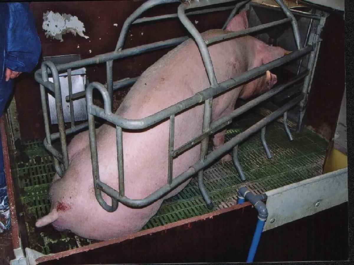 Nach etwa drei Monaten in engen Kastenständen werden die Sauen eine Woche vor dem Abferkeln in solche \