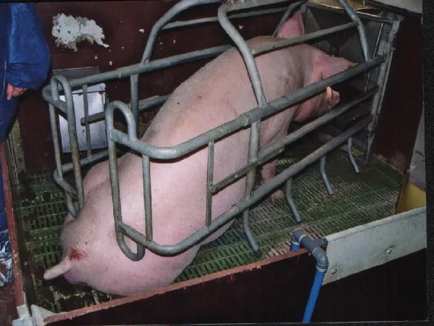 Bild: Tierhaltungs-TÜV: Verrat am Tierschutz droht