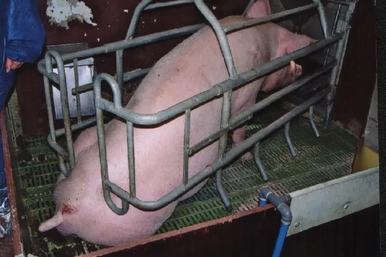 Tierhaltungs-TÜV: Verrat am Tierschutz droht Bild: Tierhaltungs-TÜV: Verrat am Tierschutz droht