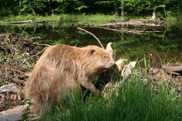 Bild: Wildtiererlebniswoche führt in das Reich des Bibers