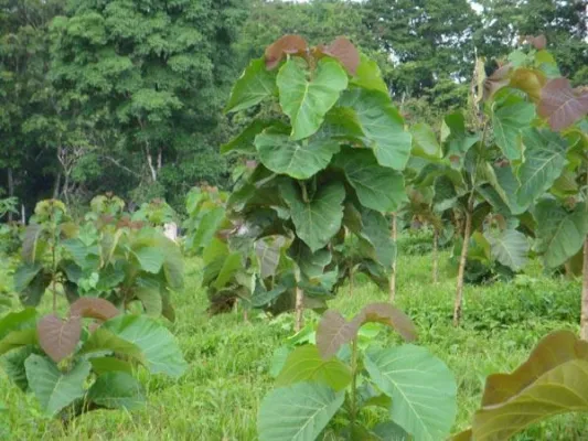 Bild: Life Forestry – führend mit dem besten Holz