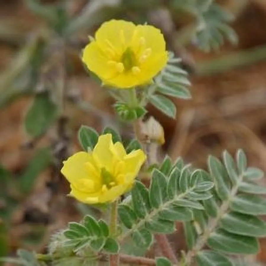 Tribulus terrestris