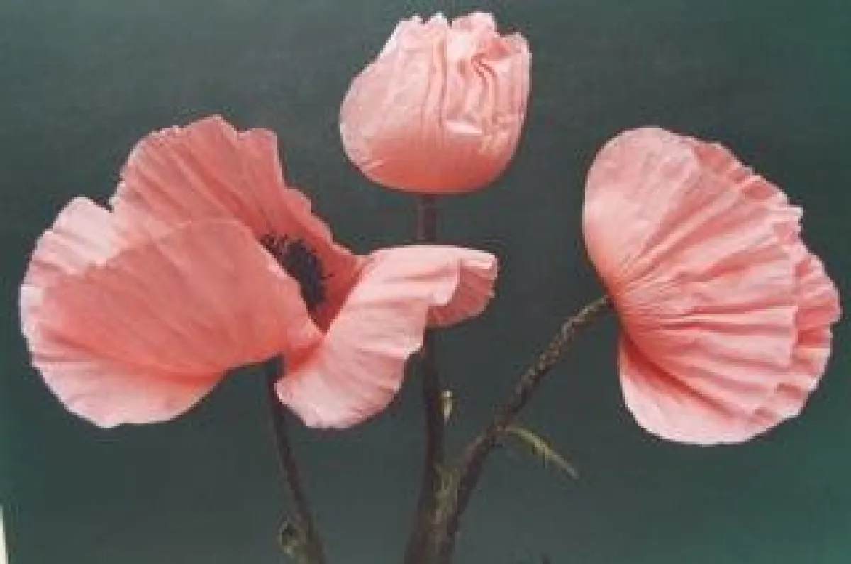 Mohnblumen Birgit Bercht