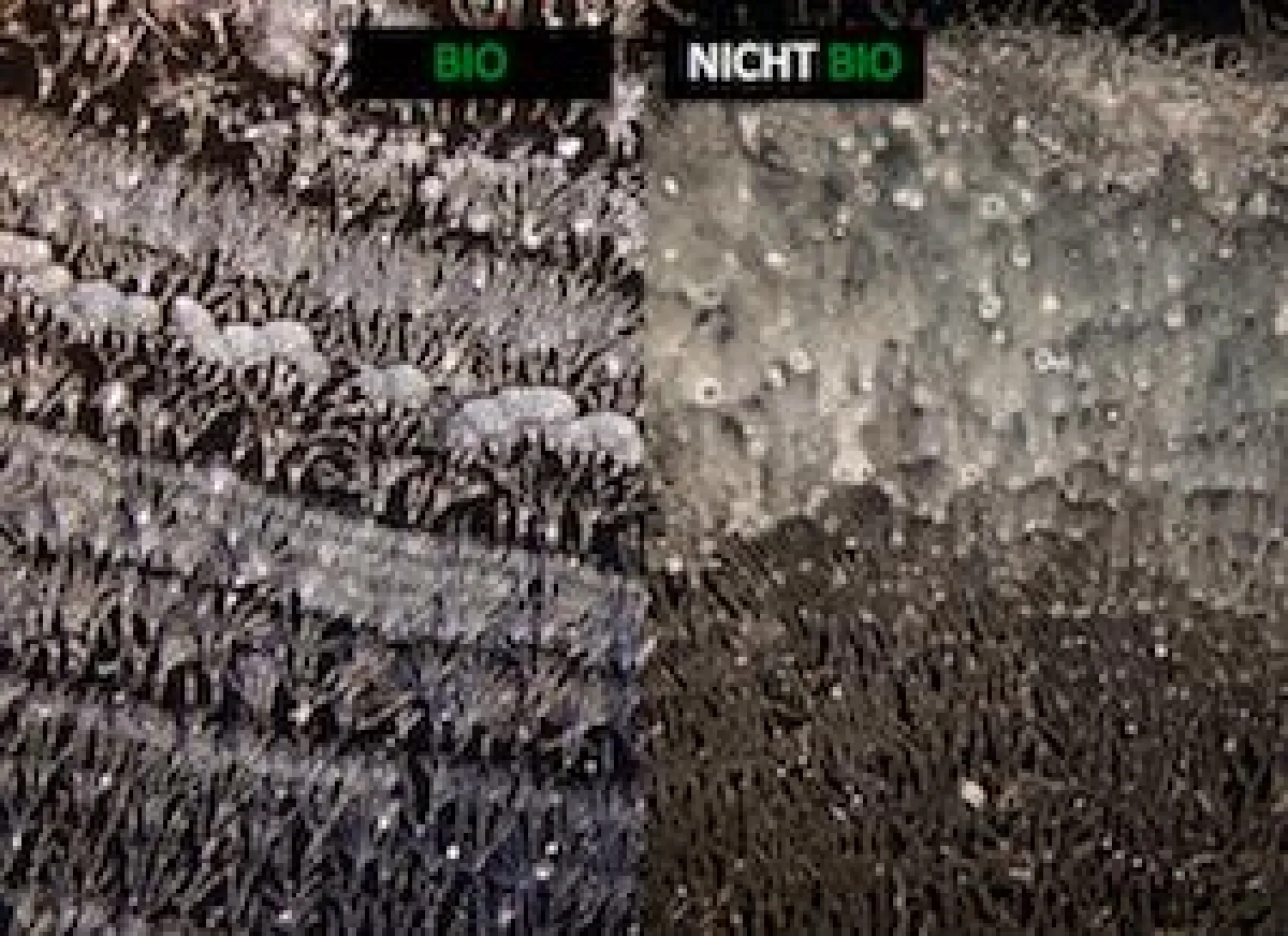 Kristallisierter Tropfen eines Apfels