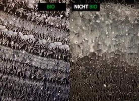 Bild: Schweizer Veggie-Pionier mit Mission