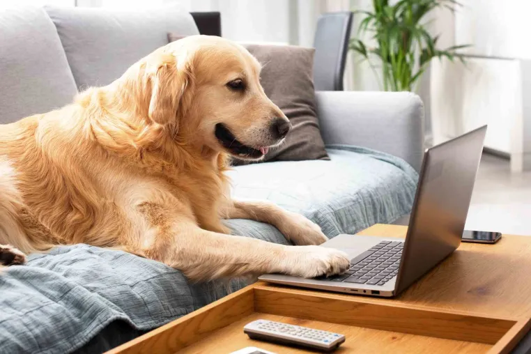 Bild: Zuverlässiger Ansprechpartner zur Hundegesundheit: REICO Partner Vital Hundefutter 