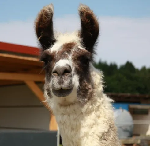 Bild: Der neue Freizeittrend – Wanderungen mit Lamas