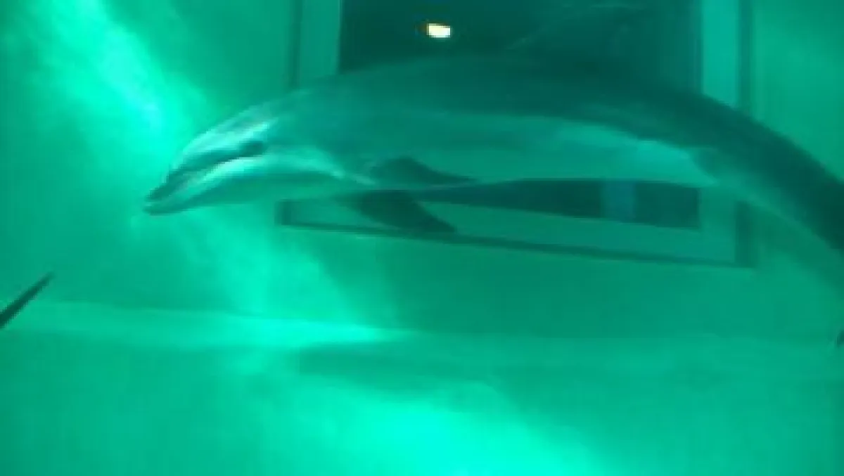 Delfin in japanischem Aquarium (ProWal-Foto)