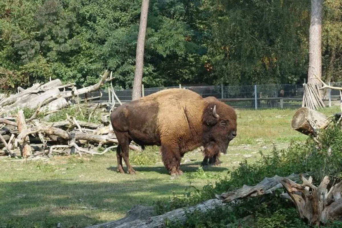 Der neue Bisonbulle im Käfertaler Wald