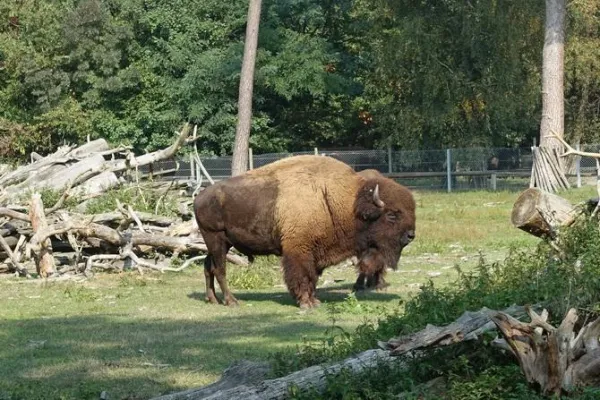 Bild: Gestatten - Bison, Bulle. Namenlos.