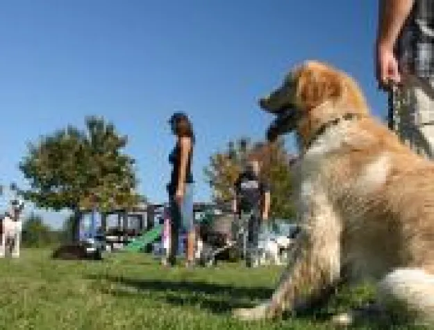 Bild: Berufsverband der Hundeerzieher begrüßt Debatte - Tierschutzgesetz nimmt Hundeschulen in die Pflicht