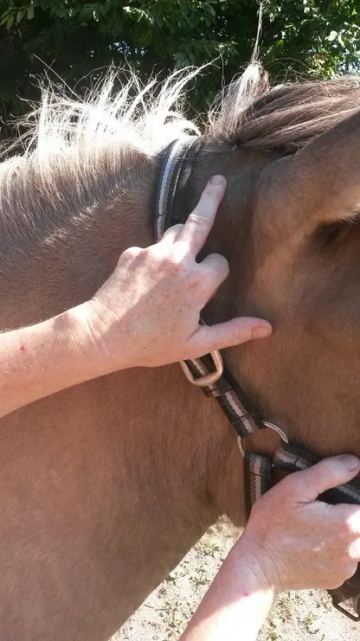 EMRT: Muskelentspannungstechnik für Pferde (Foto: BOWTECH Deutschland e.V.)